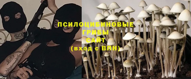 Галлюциногенные грибы Psilocybe  hydra зеркало  Новоуральск 